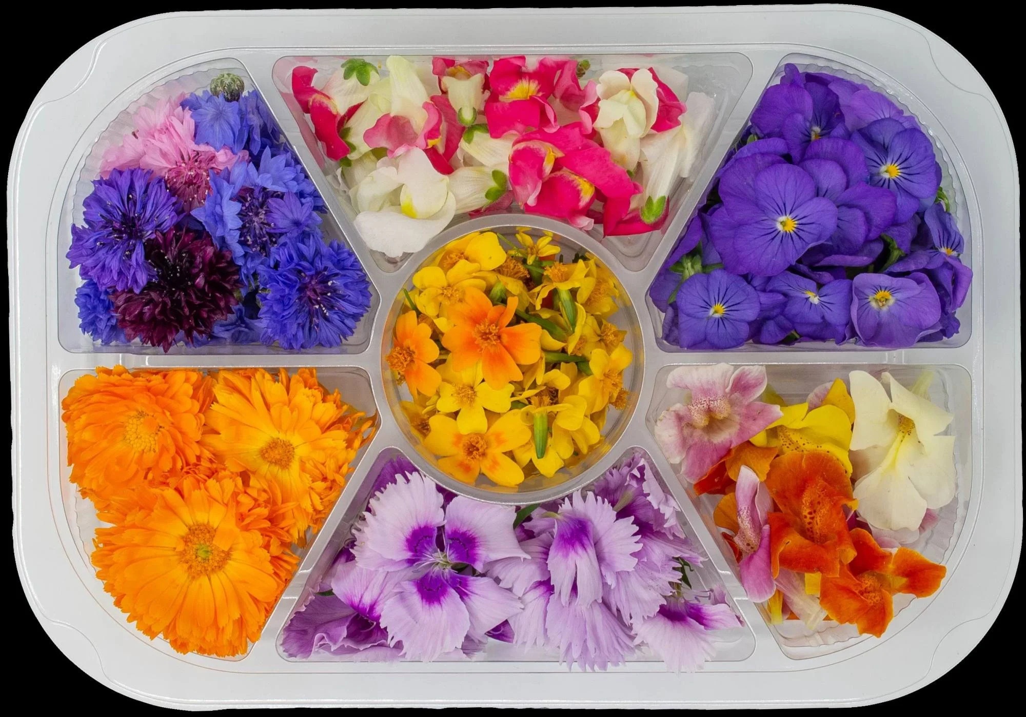 an song hoa tuoi anh 1