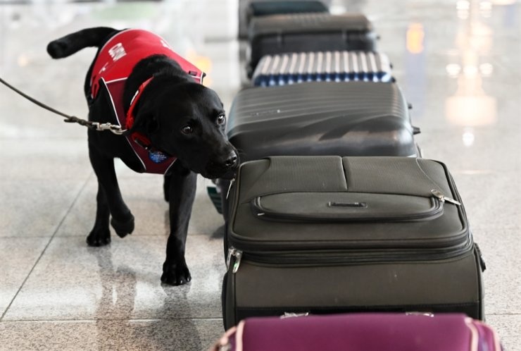 Han Quoc don VDV ve tu Olympic Paris bang cho danh hoi rep giuong hinh anh