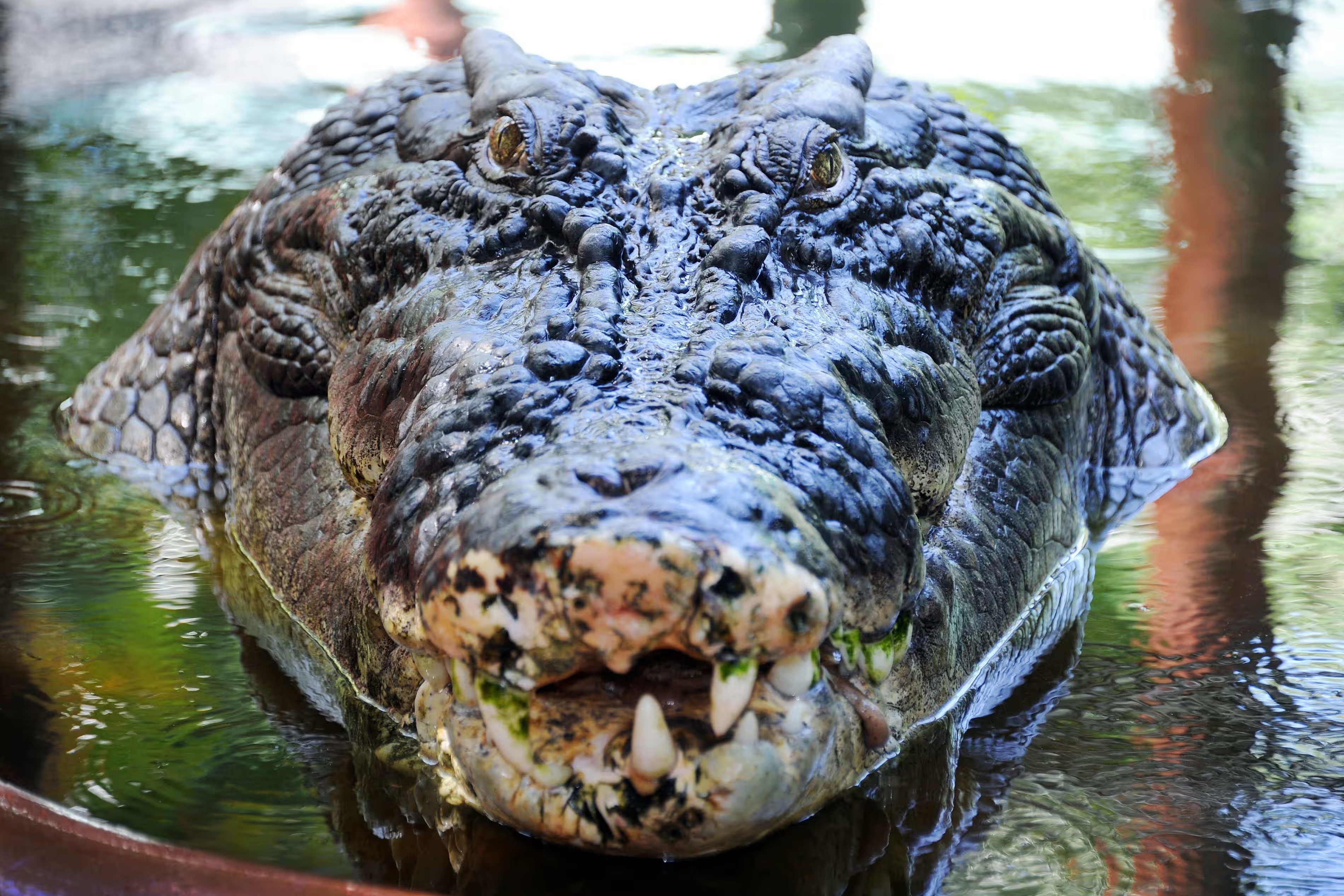 Di tim tuoi that cua con ca sau nuoi nhot lon nhat the gioi hinh anh