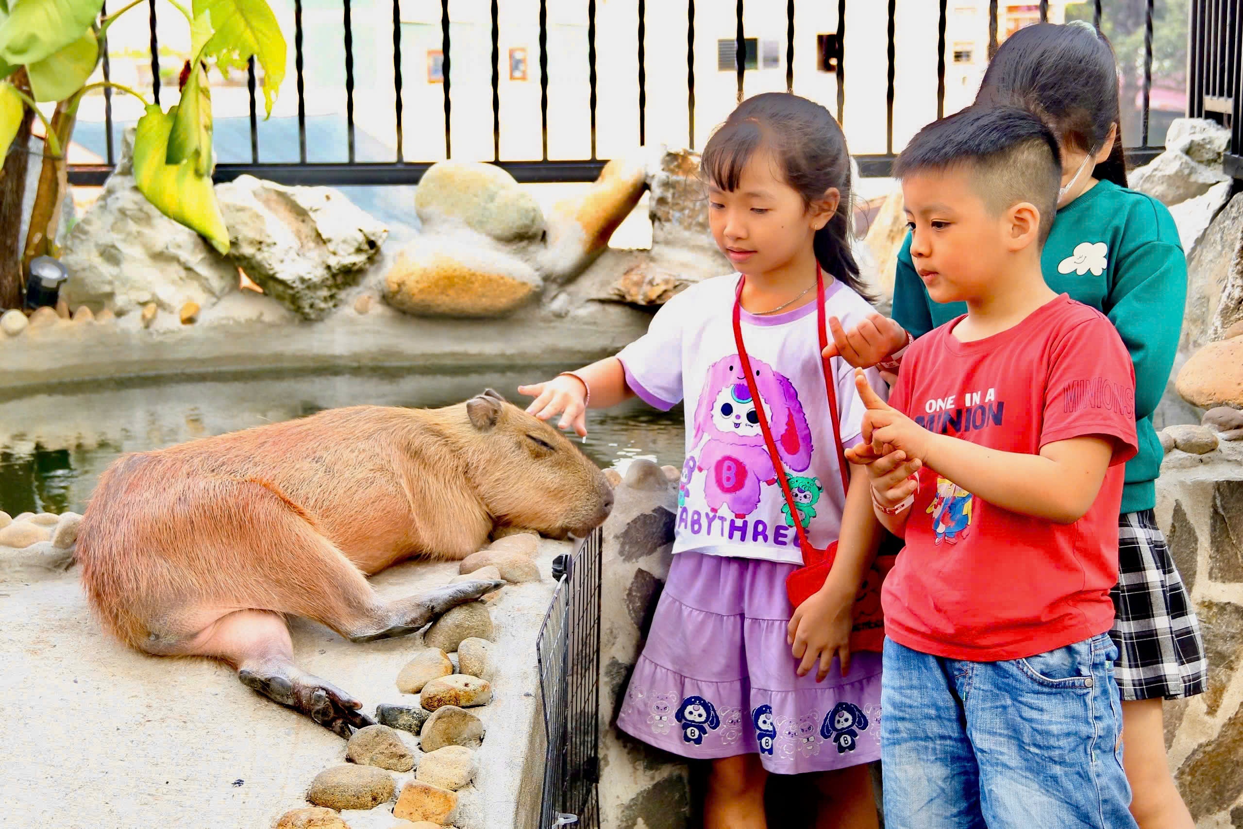 Chi hon nua trieu dong de vuot ve, chup anh capybara o TP.HCM dip Tet hinh anh