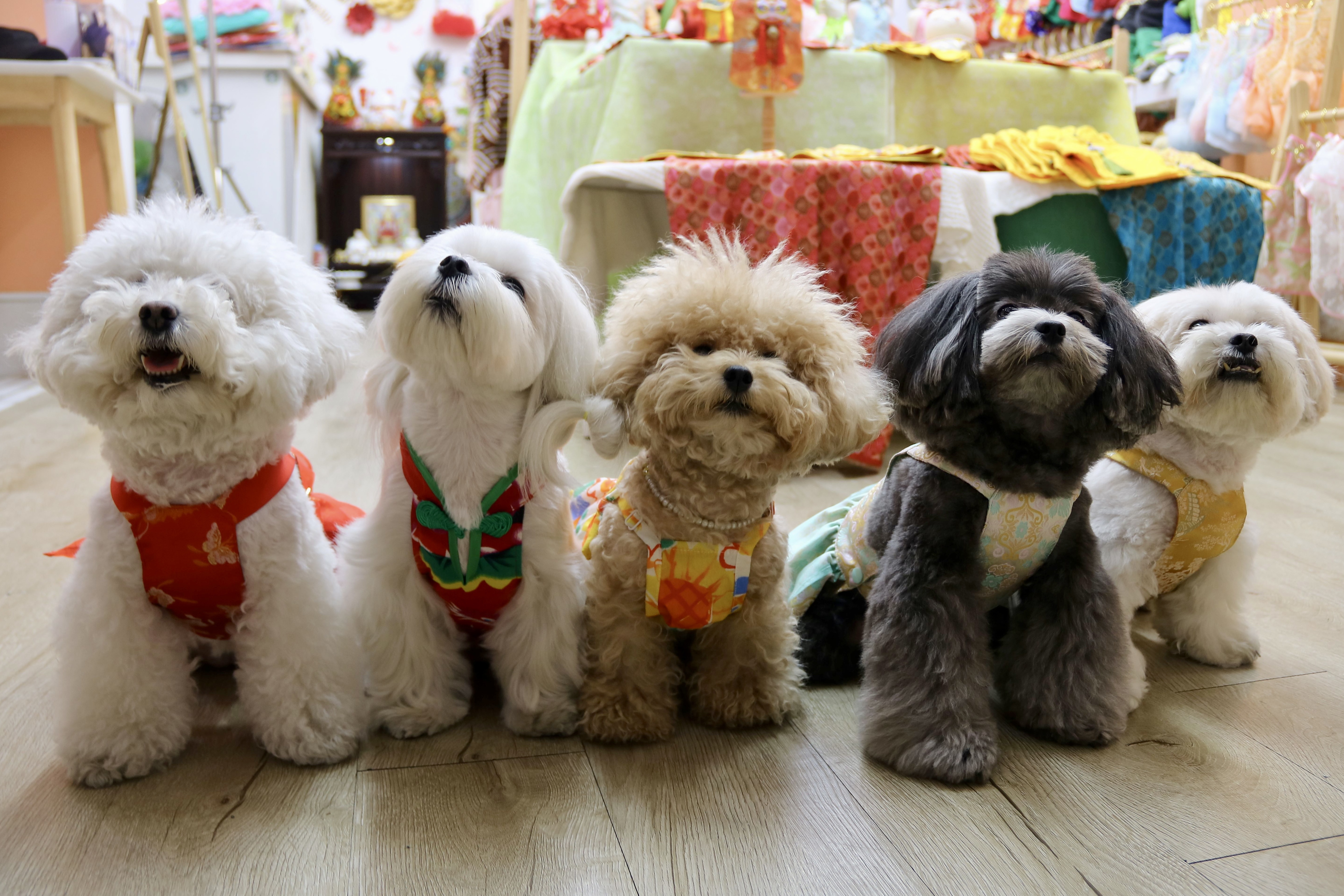 10.000 ao dai cho cho meo het veo, dich vu thu cung 'hot bac' can Tet hinh anh