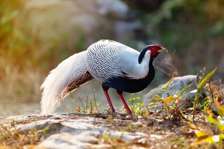 Ranh gioi bao ton dong vat tu vu 'ga loi trang' hinh anh