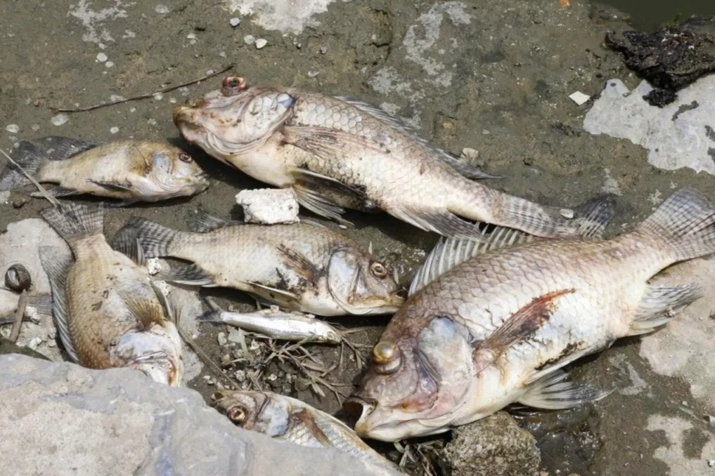 Nguyen nhan ca chet noi trang mat ho dieu hoa CV1, Ha Noi hinh anh