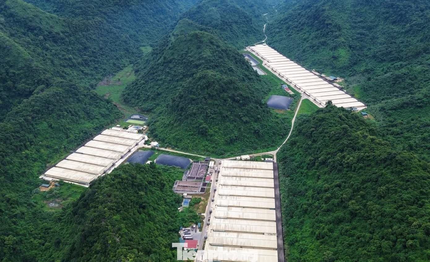 trại lợn ảnh 2
