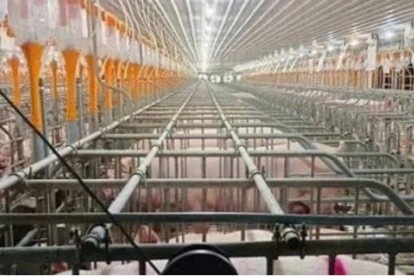 Điều tra toàn diện trang trại Dabaco sau tai nạn làm 5 người chết