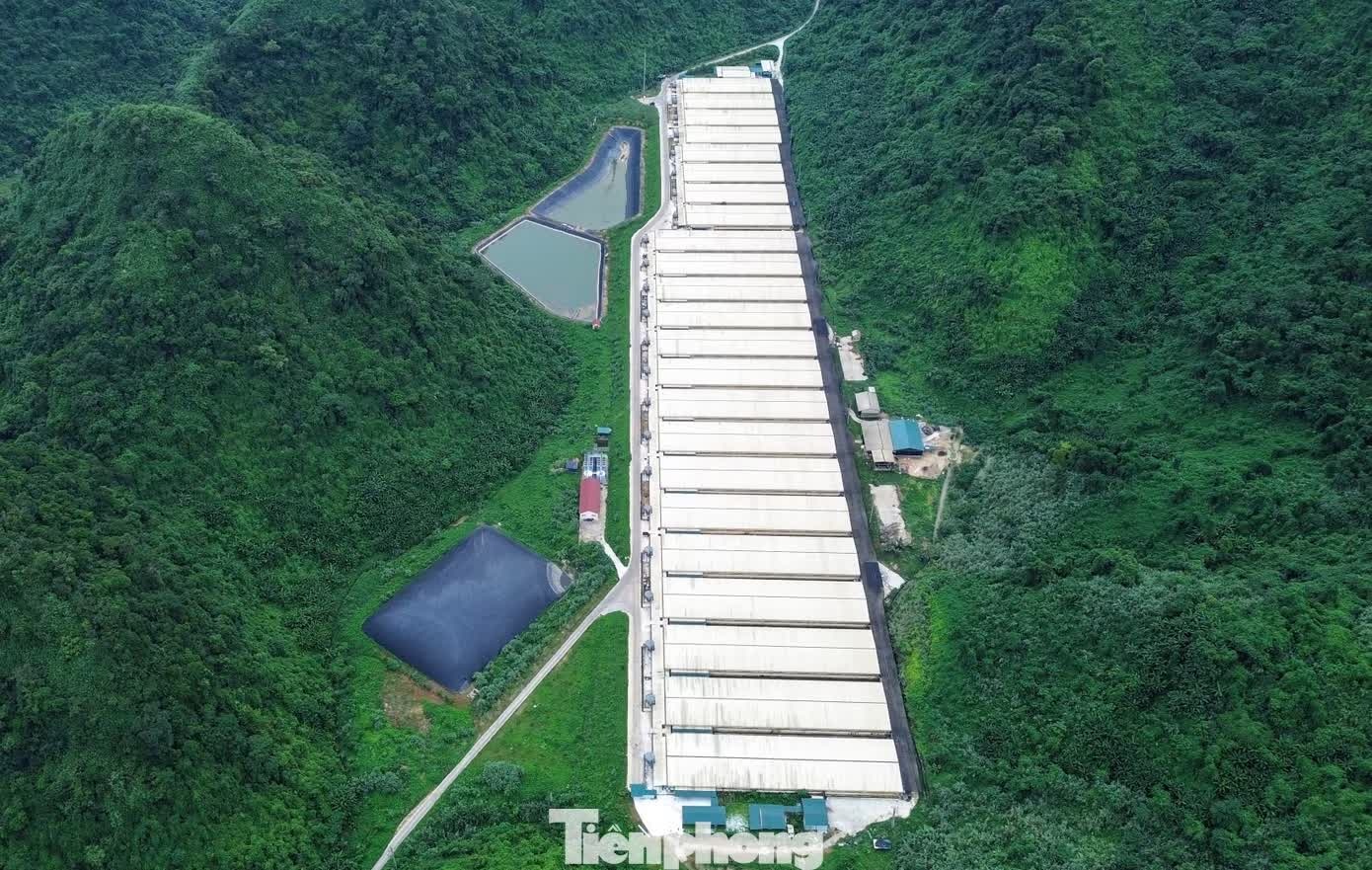 trại lợn ảnh 6