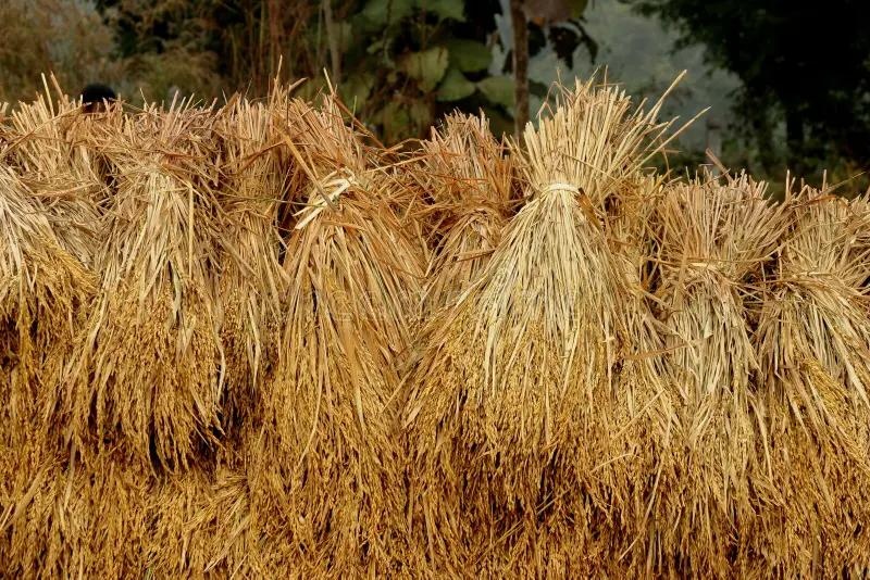 trà ảnh 1 trà ảnh 1