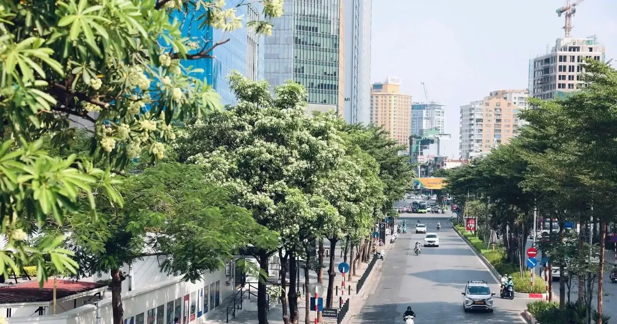 Hà Nội lý giải về đề án quản lý phát triển cây xanh, vườn hoa