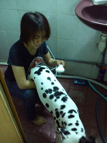 Thu bac trieu tu tam rua, lam nail cho cho, meo hinh anh