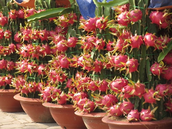 Thanh long 'loc phat' gia tien trieu thu hut nguoi Ha Noi hinh anh