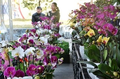 Hoa, cay canh choi Tet: Lan Trung Quoc lan at hang Viet hinh anh