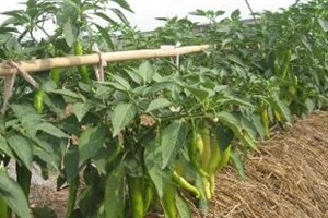 Trong ot tieu chuan VietGap lai 300 trieu dong moi ha hinh anh