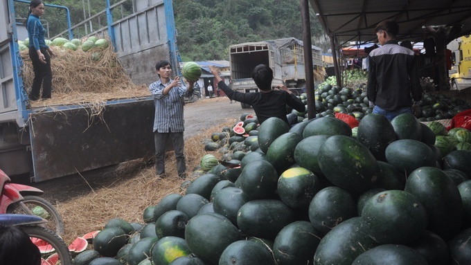 3kg dua hau = 1 coc tra da hinh anh