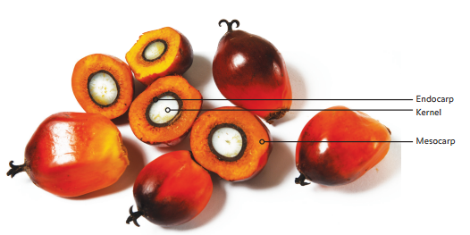 Cấu tạp quả cọ. Dầu cọ được ép từ phần cùi (mesocarp).