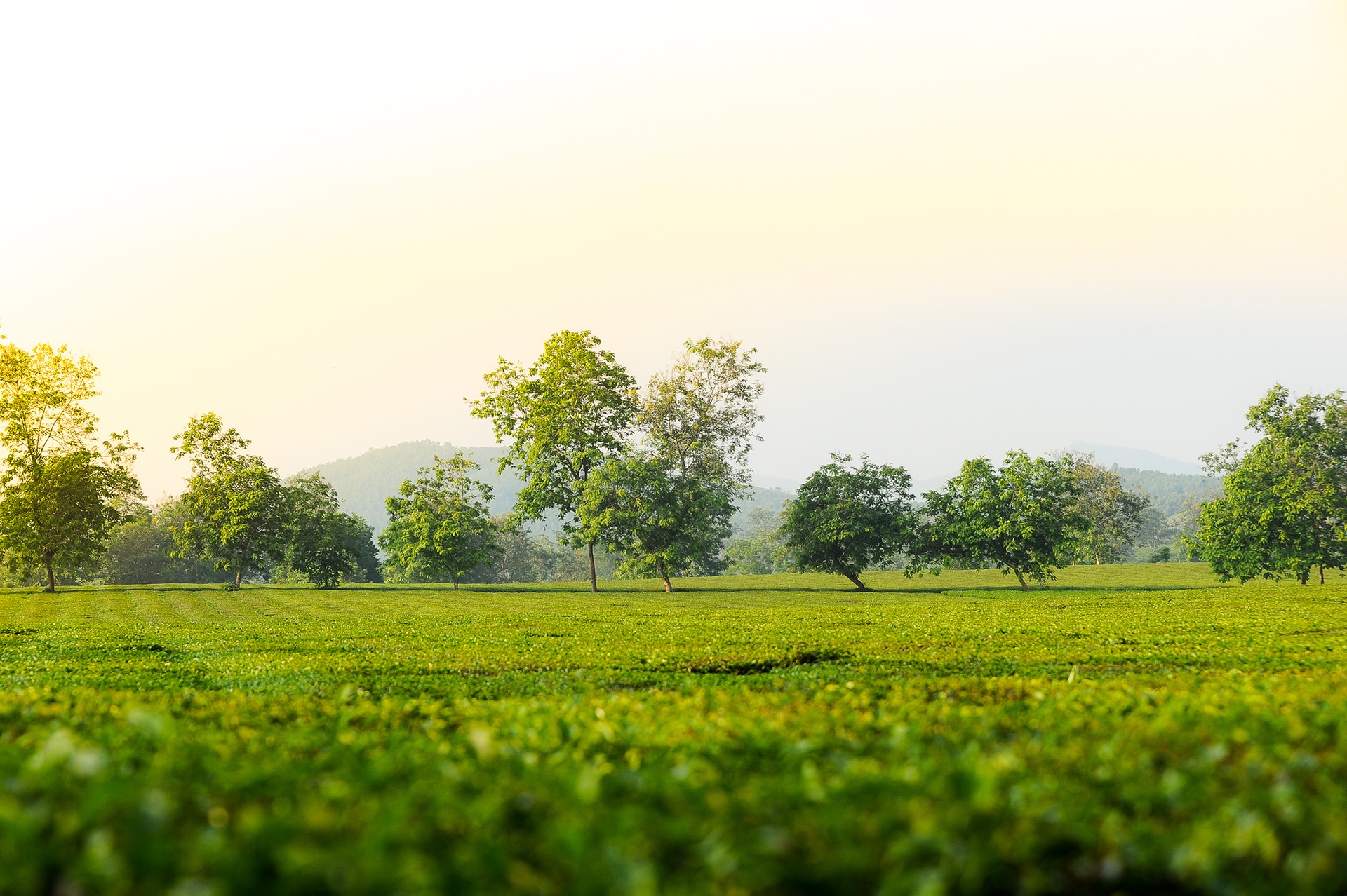 Phuot bang xe Vespa anh 6