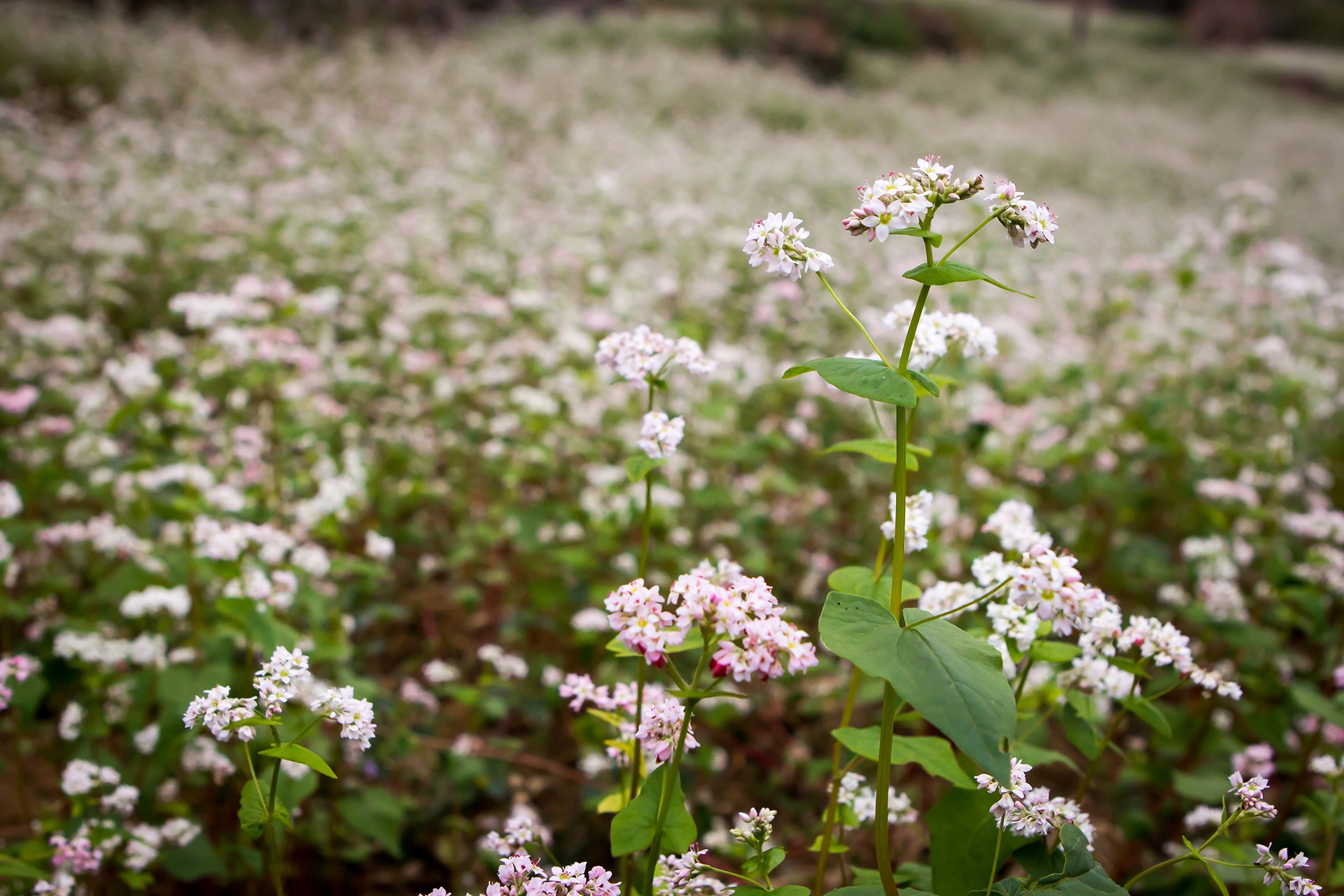 Vespa Sprint ABS Adventure anh 1