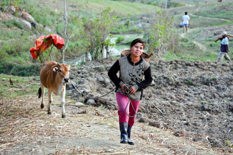 Trở về với cuộc sống thường nhật, chị Đinh Thị Sách, một trong những thành viên múa xoang của đội công chiềng nữ tiếp tục công việc chăn bò vào mỗi buổi chiều.