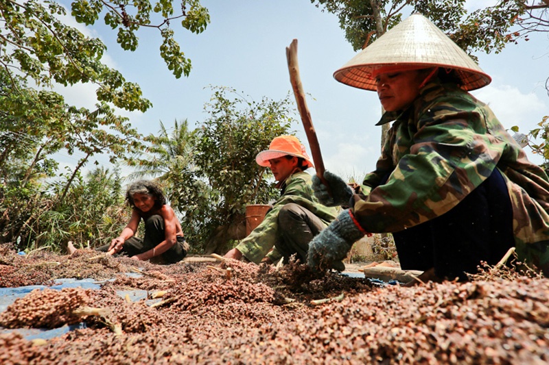 Chị Đinh Thị Hlem (phải) và Đinh Thị Kyưt (giữa) - hai thành viên của đội chiêng nữ làng Leng đập trái bo bo để ủ rượu, chuẩn bị cho những dịp lễ hội của làng.