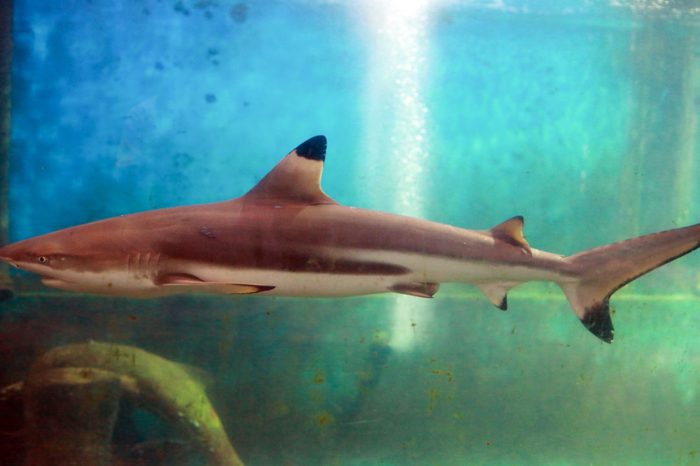 Ca map vay den sinh ba con o Nha Trang hinh anh