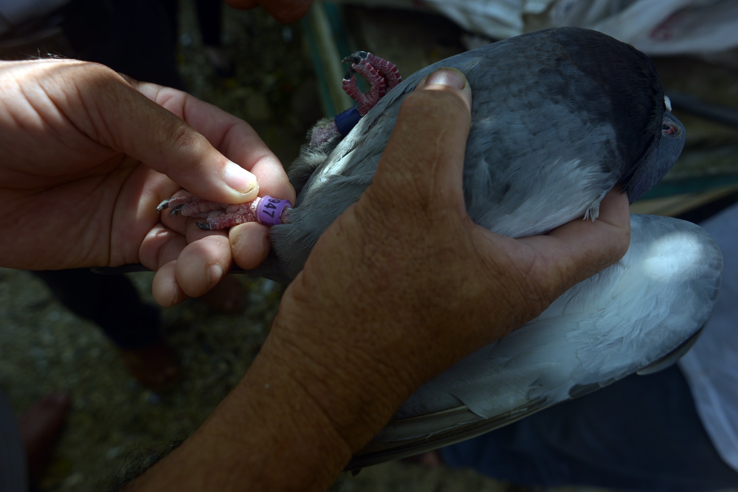Hai chân của những chú chim này gắn các vòng nhựa có đánh số. Các vòng nhựa này rất chắc chắn và tinh xảo càng khiến ngư dân tin lchúng là các chip điện tử.