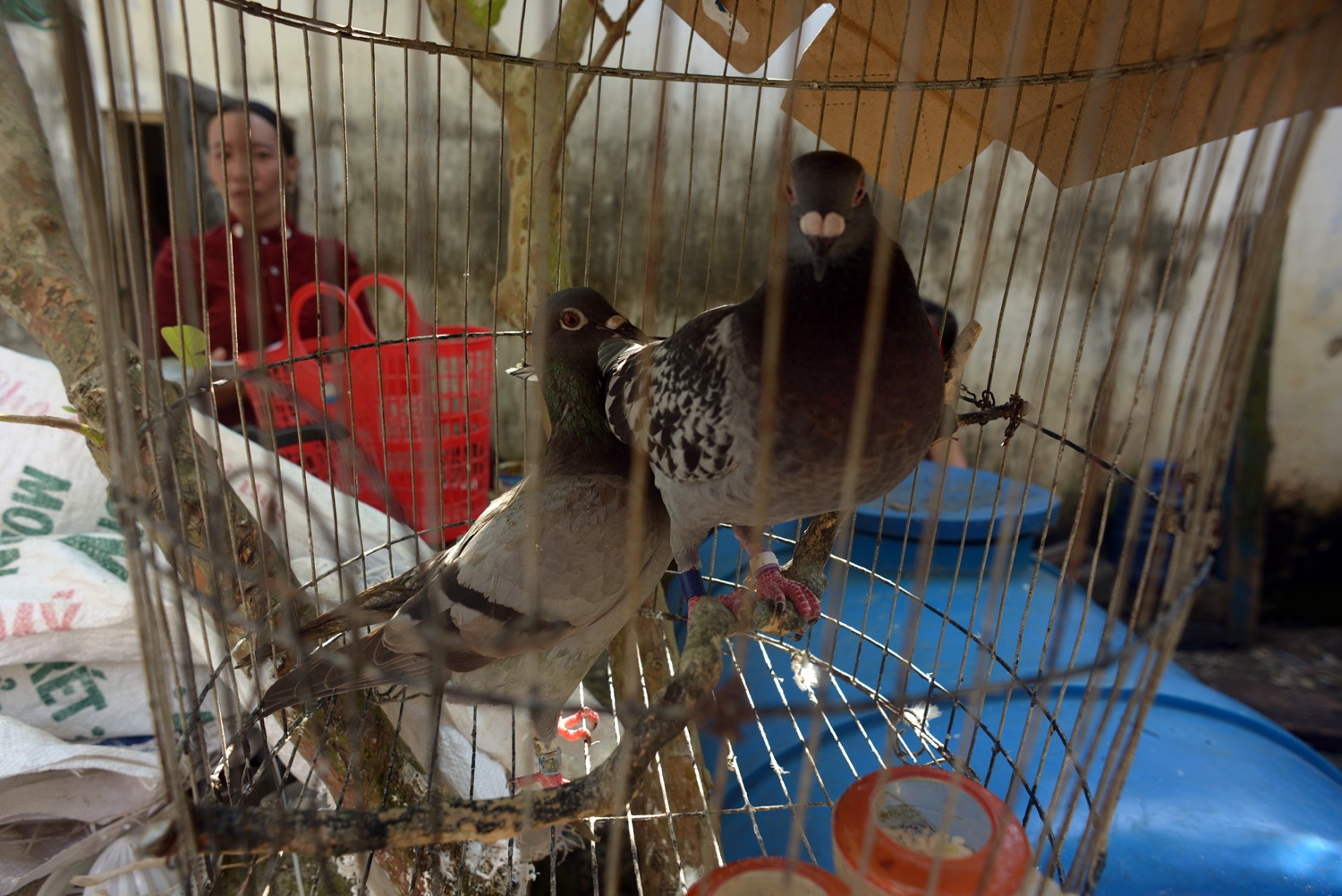 Hai chú bồ câu lạ này hiện được nuôi nhốt trong khi người bắt được chúng đang đi đánh bắt tại ngư trường Hoàng Sa. 