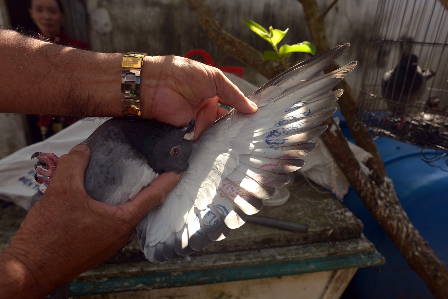 Chim bo cau co ky tu la tren canh o dao Ly Son hinh anh