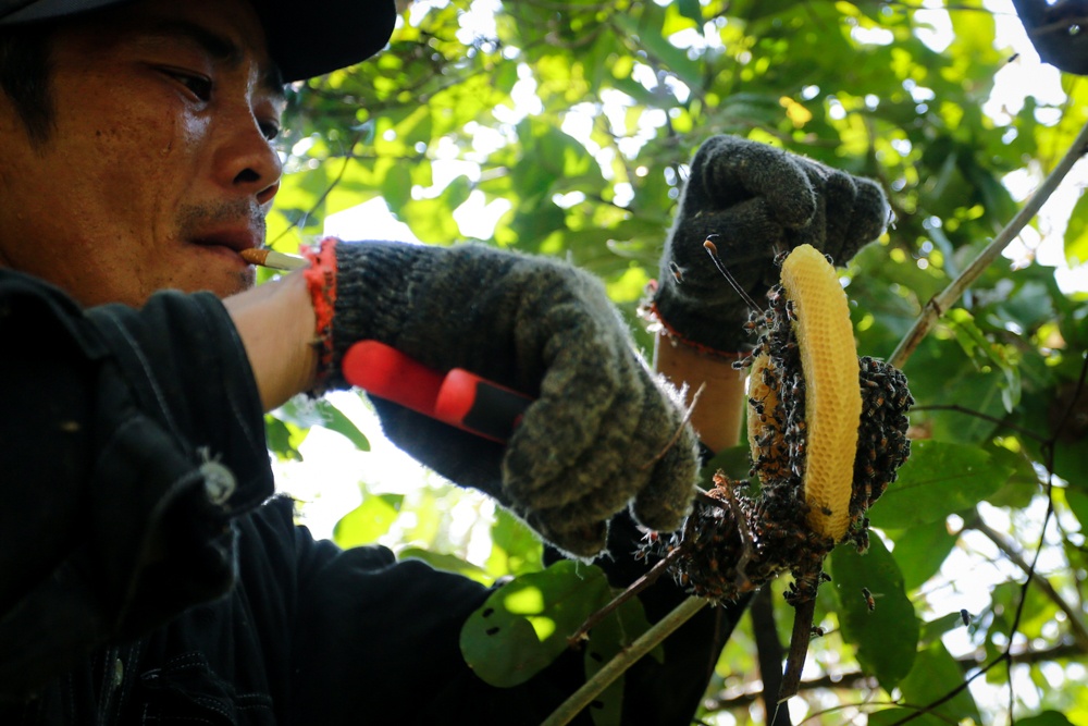 Người thợ nhẹ nhàng tách đàn ong ra khỏi tổ