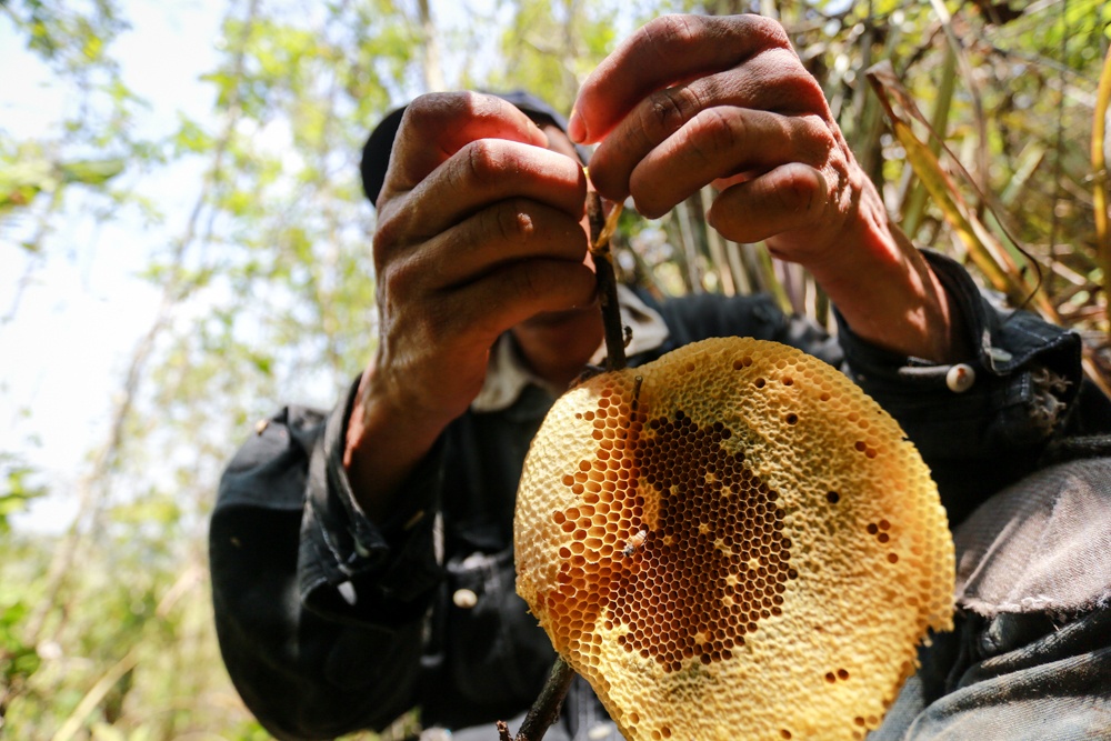 Để tránh làm hư sáp ong khi phải di chuyển nhiều, người thợ thường treo sáp trên những thân cây được đánh dấu và sẽ đem chúng trở về nhà khi kết thúc hành trình tìm mật 