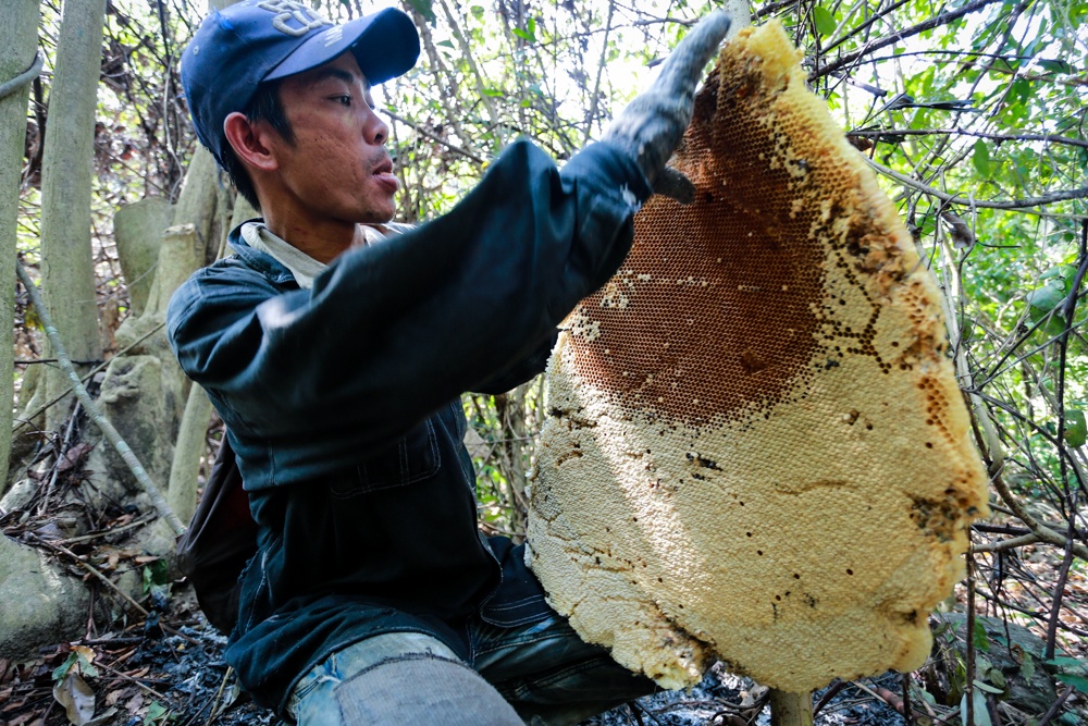 Anh Nguyễn Ngọc Mỹ cắt sáp ong lớn mang về nhà. Anh Mỹ cho biết, mỗi chuyến đi săn mật ong rừng đều hên xui. “Có chuyến đi một ngày kiếm cả triệu đồng, nhưng có khi đi 5-10 ngày vẫn không có tiền đổ xăng