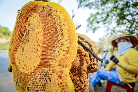 San mat ong rung o Phu Yen hinh anh