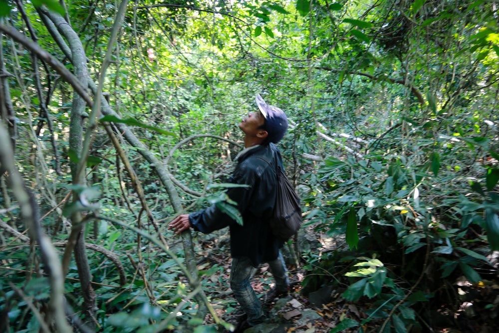 Thợ săn mật ong rừng Nguyễn Ngọc Mỹ vừa đi trong rừng, vừa quan sát, tìm kiếm tổ ong rừng 