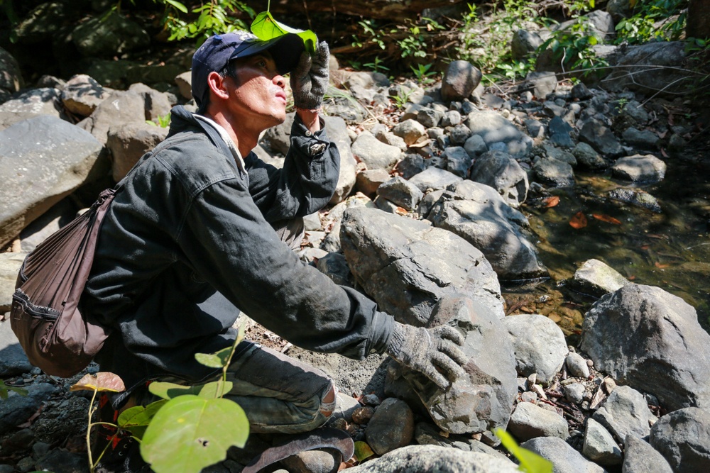 Hành trình tìm mật ong rừng đòi hỏi người thợ phải có sự tinh mắt, kiên nhẫn và kiên trì. Theo anh Nguyễn Ngọc Mỹ với những thợ săn ong chuyên nghiệp, chỉ cần nhìn hướng ong bay thấp hay bay cao, số lượng ít hay nhiều đã có thể đoán được vị trí và kích thước của tổ ong rừng