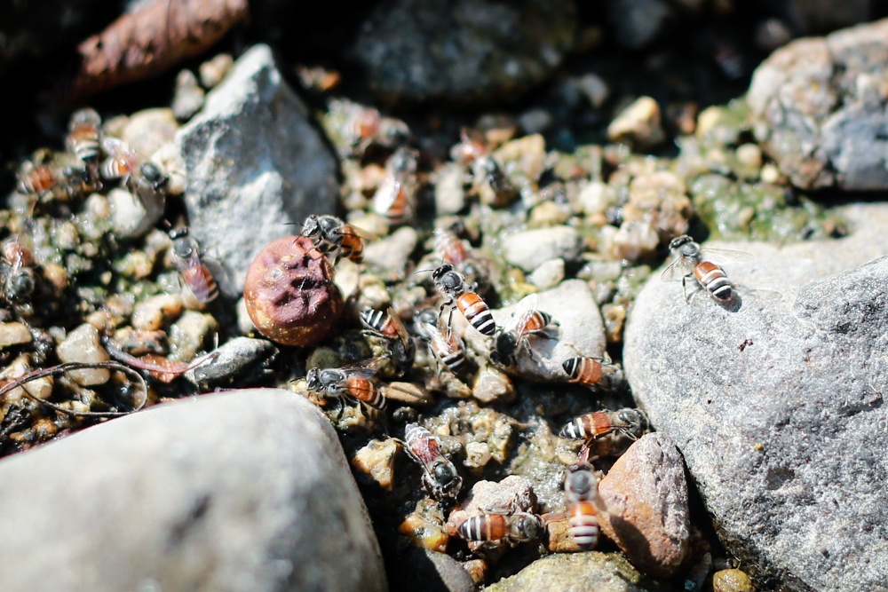Người thợ săn ong rừng thường canh thời điểm ong kéo xuống suối để uống nước và tới 12g trưa khi ong bay về tổ, người thợ sẽ bám theo.  Trong ảnh: một đàn ong uống nước dưới suối   