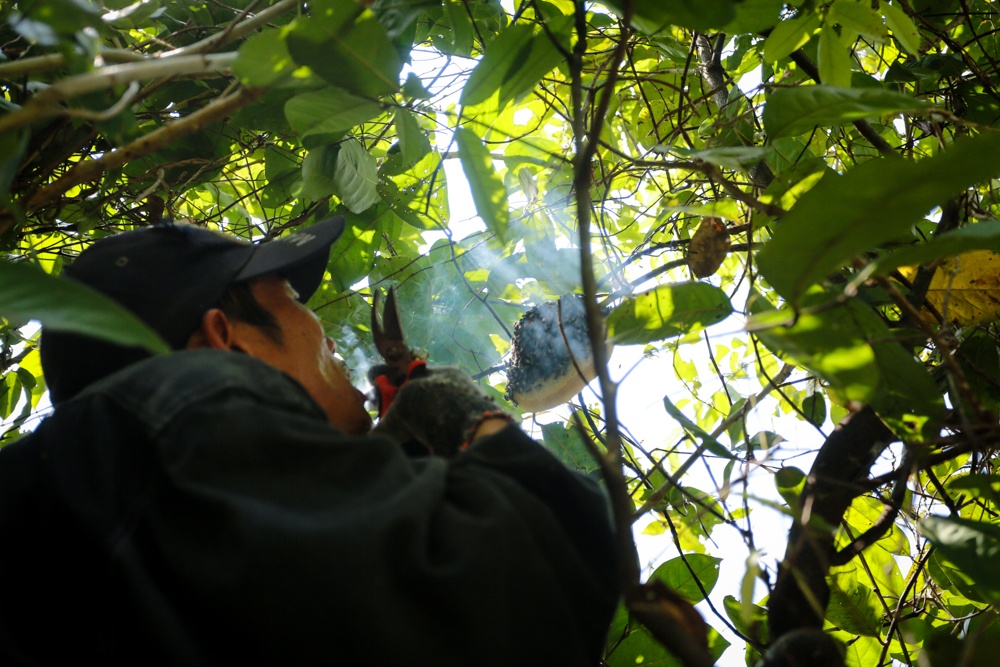 Với những người thợ săn ong ở Tuy An để duy trì số lượng ong rừng cho những mùa vụ sau, thay vì dùng lửa đốt thì họ dùng khói thuốc lá để xua ong rời tổ 