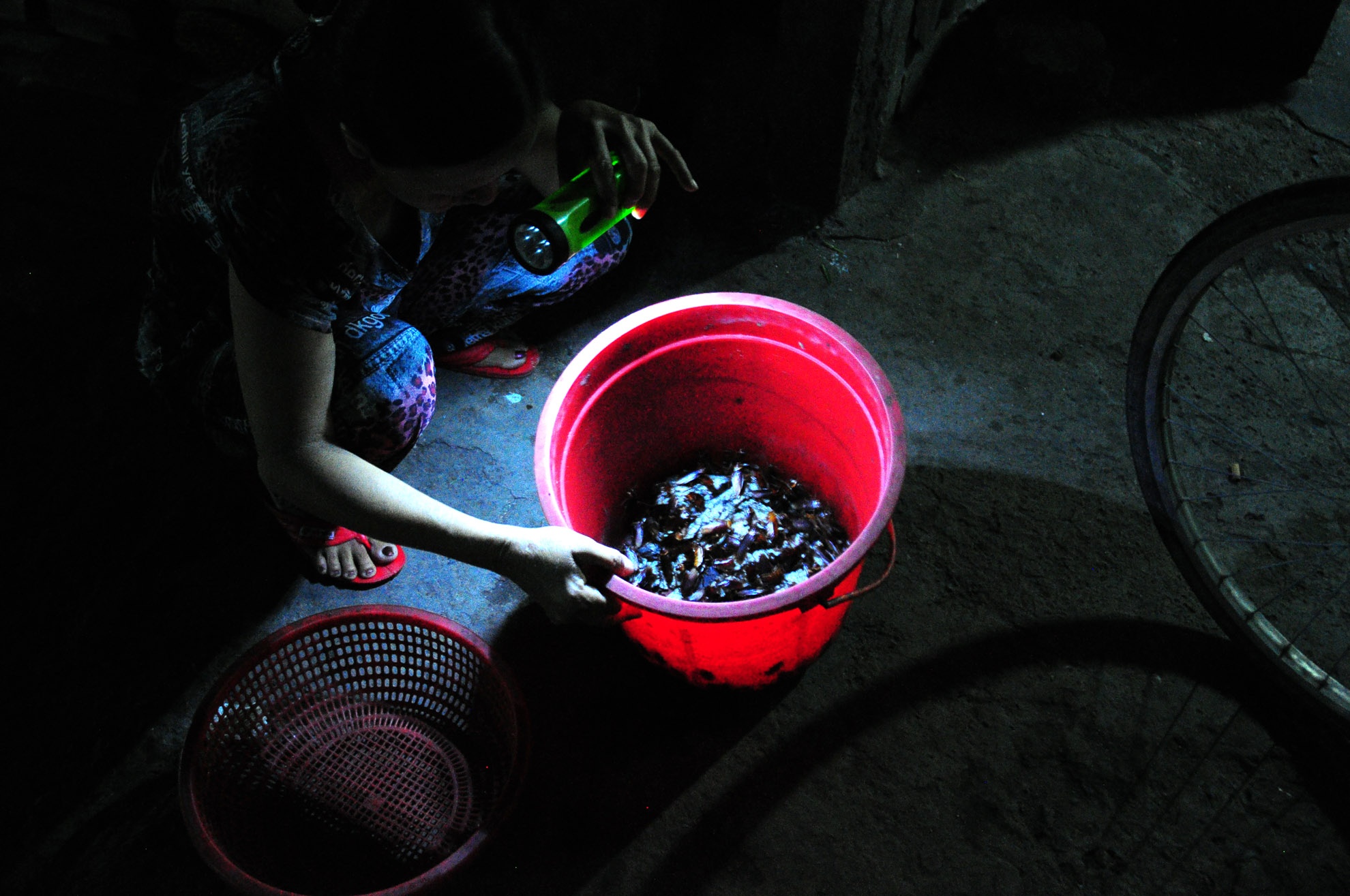 Mỗi con gián được khách mua với giá 100 đồng. Mỗi đêm đi làm, bà cũng kiếm được hơn 100.000 đồng.