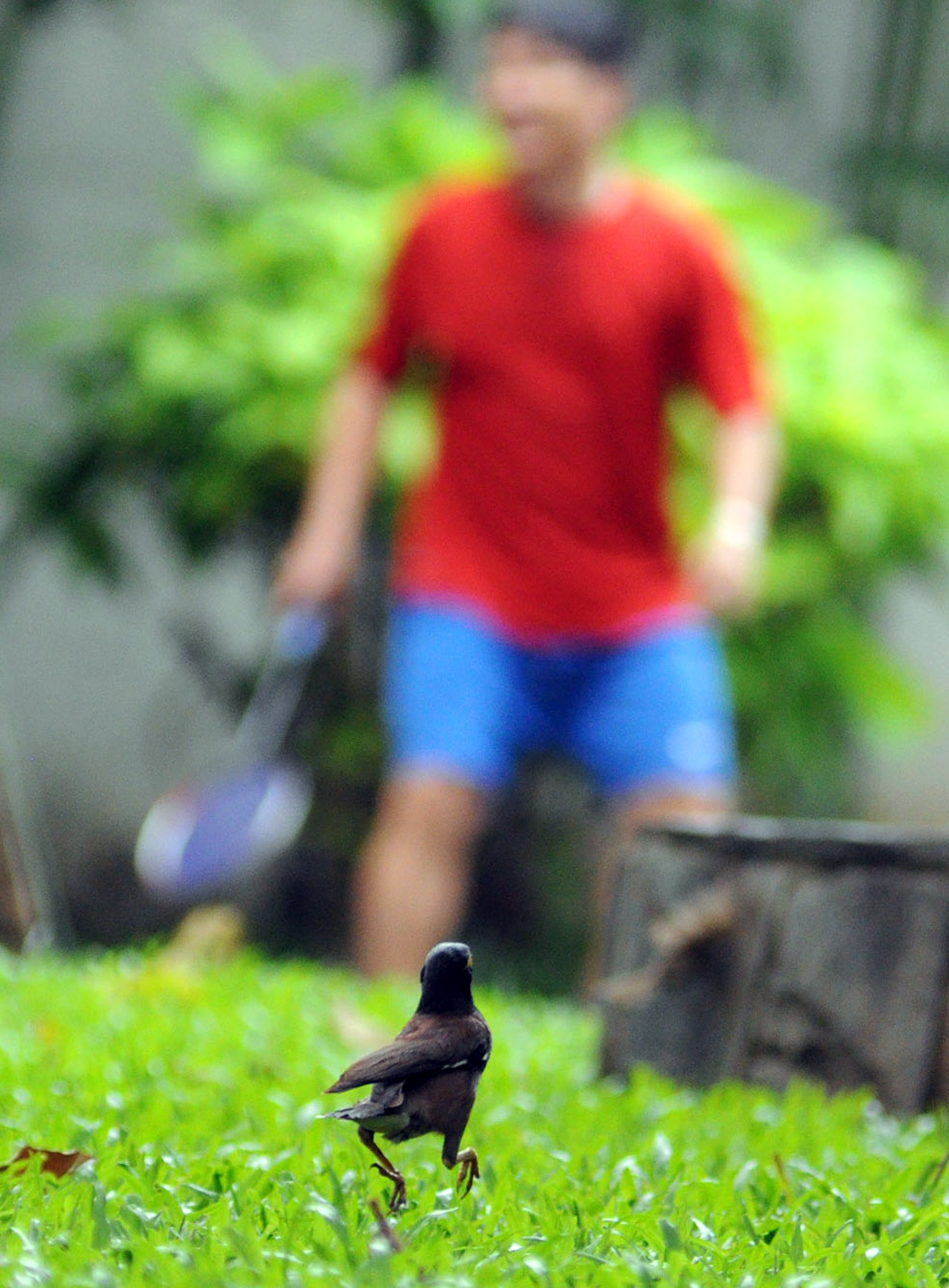 Khi chiều đến, các chú chim Sáo lại chạy nhảy bên cạnh những người dân đến công viên chơi thể thao.