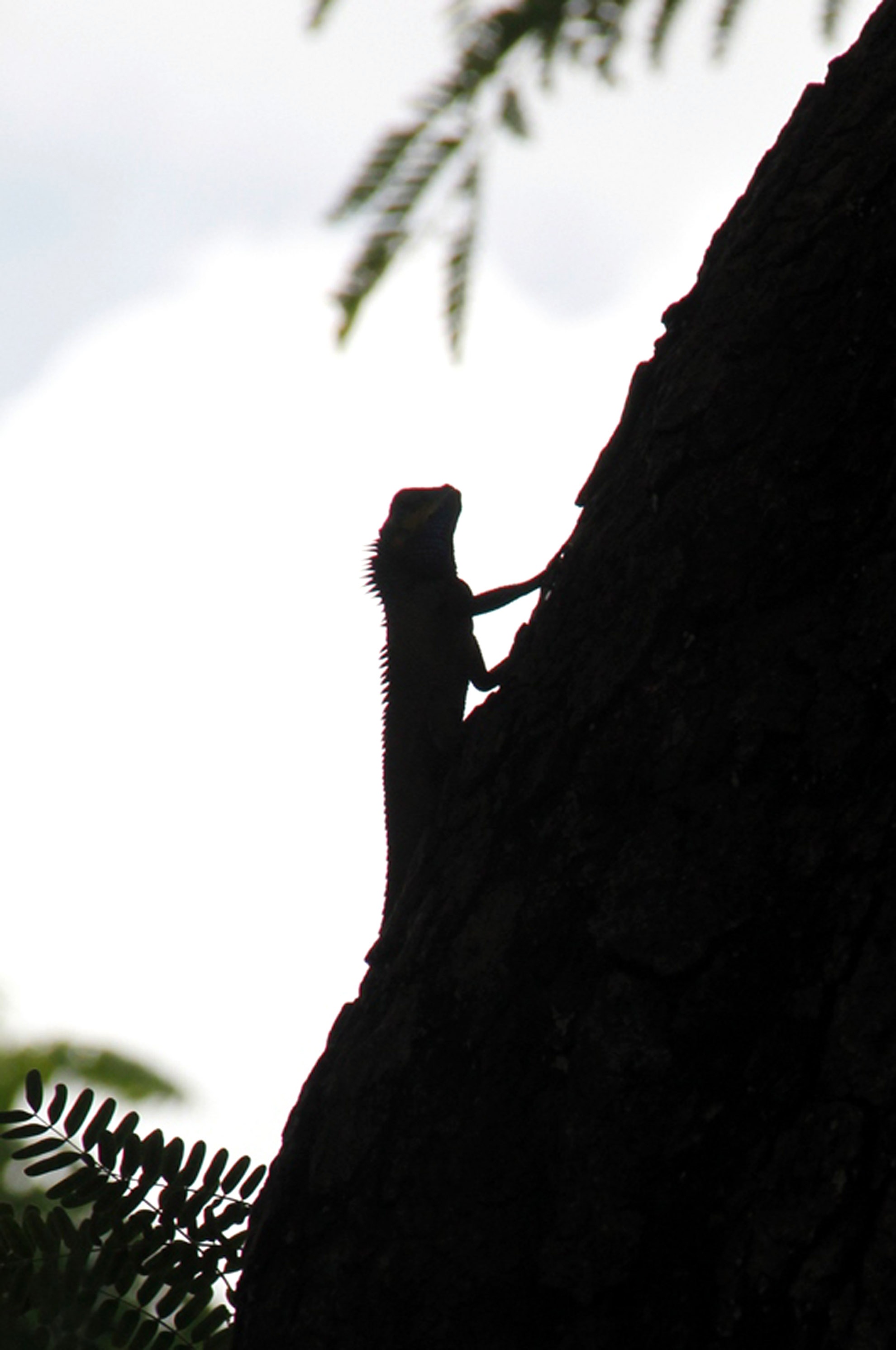 Ngoài chim Sáo và Sóc, ở công viên Tao Đàn còn còn cả loài Rồng Đất sống ở thân cây Me…