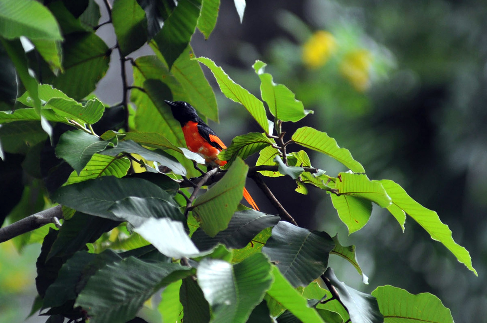 Hay những chú chim Chích Chòe Lửa đang thẫn thờ trên tán lá.