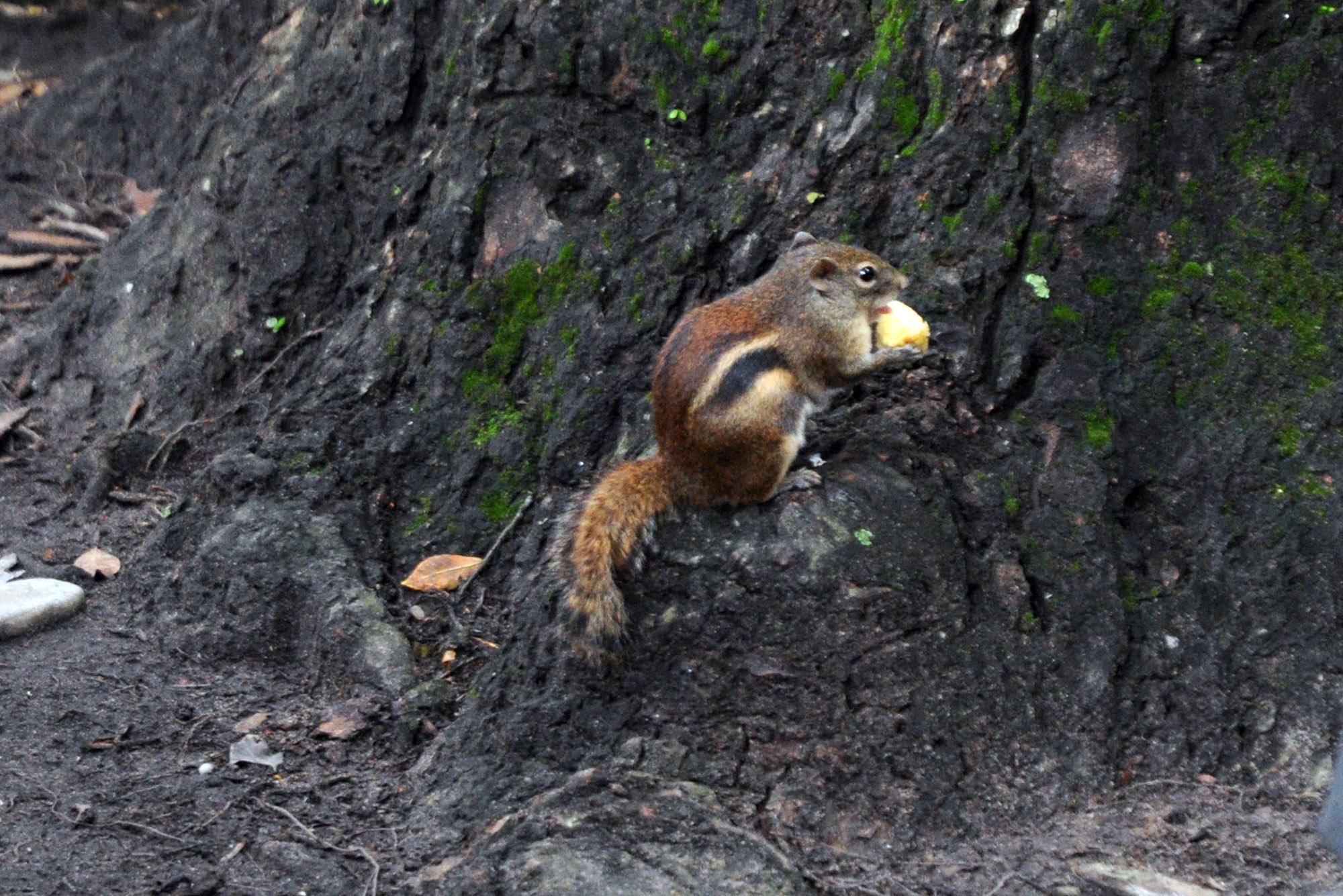 Sau khi nhận được thức ăn, Sóc lại tìm đến những gốc cây cổ thụ hàng trăm năm tuổi trong công viên Tao Đàn nhấm nháp.