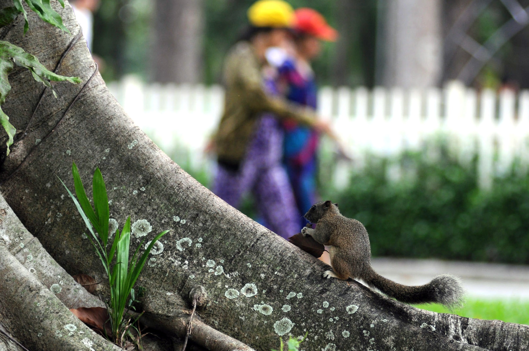 Vào sáng sớm, khi người dân thành phố ra công viên tập thể dục cũng là lúc các chú Sóc nhỏ thức dậy vui đùa.