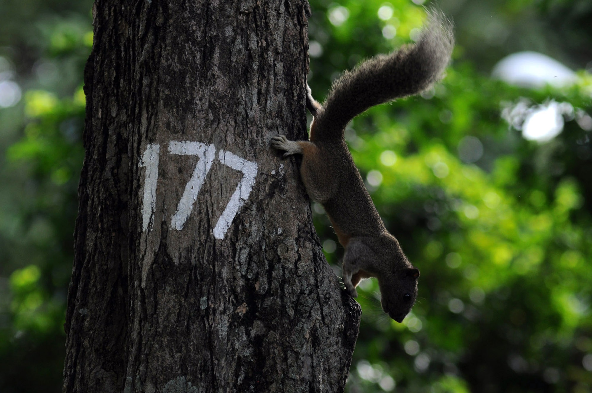 Theo ông Dũng, bảo vệ công viên Tao Đàn, những chú sóc phân chia khu vực sinh sống khá rõ ràng. Có con thì chọn cho mình cây Dầu, con lại chọn cây Da Lông để trú ẩn.
