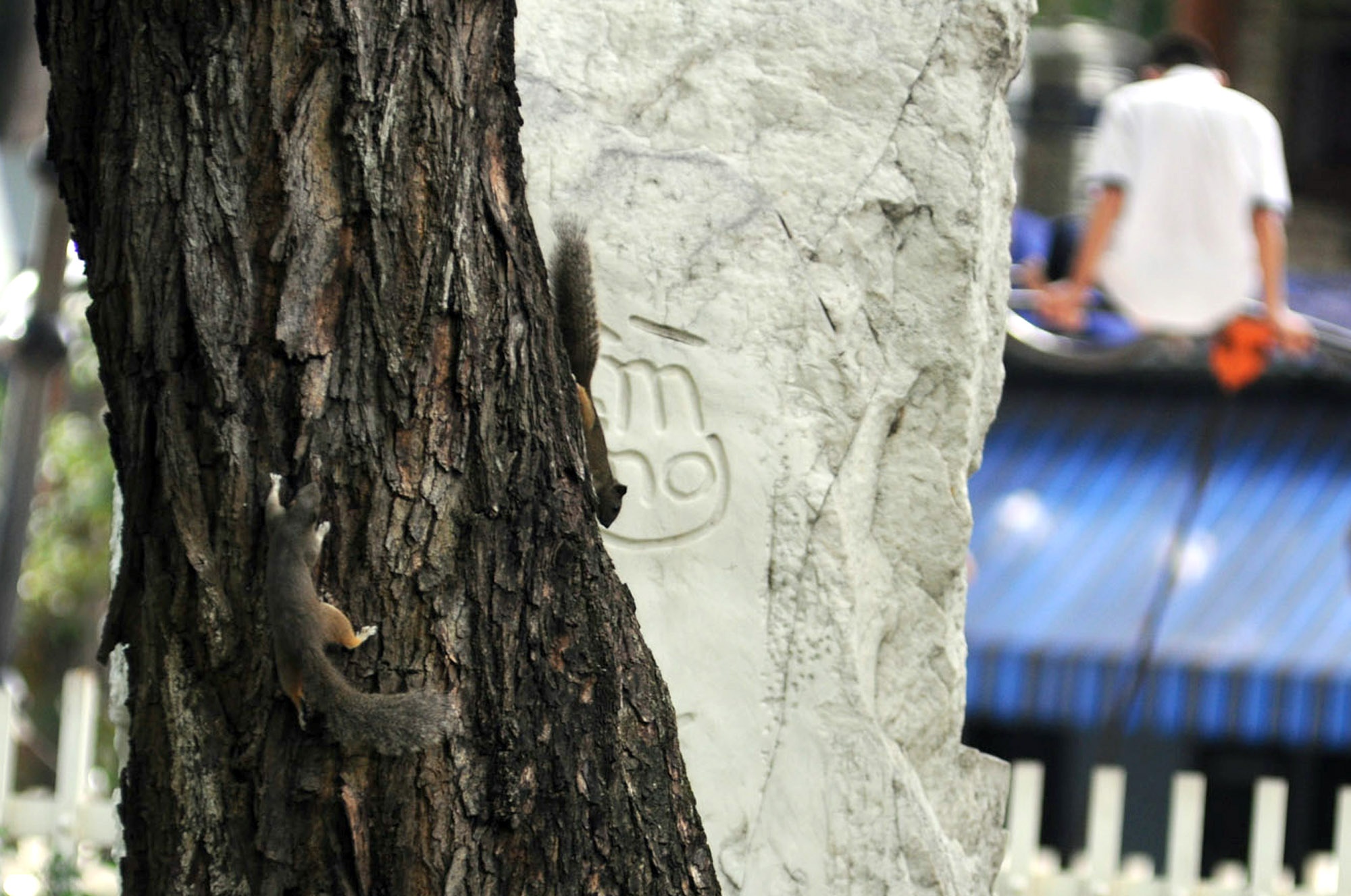 Tuy nhiên, vẫn có những “gia đình” Sóc sinh sống và vui chơi cùng nhau trên một cây cổ thụ.