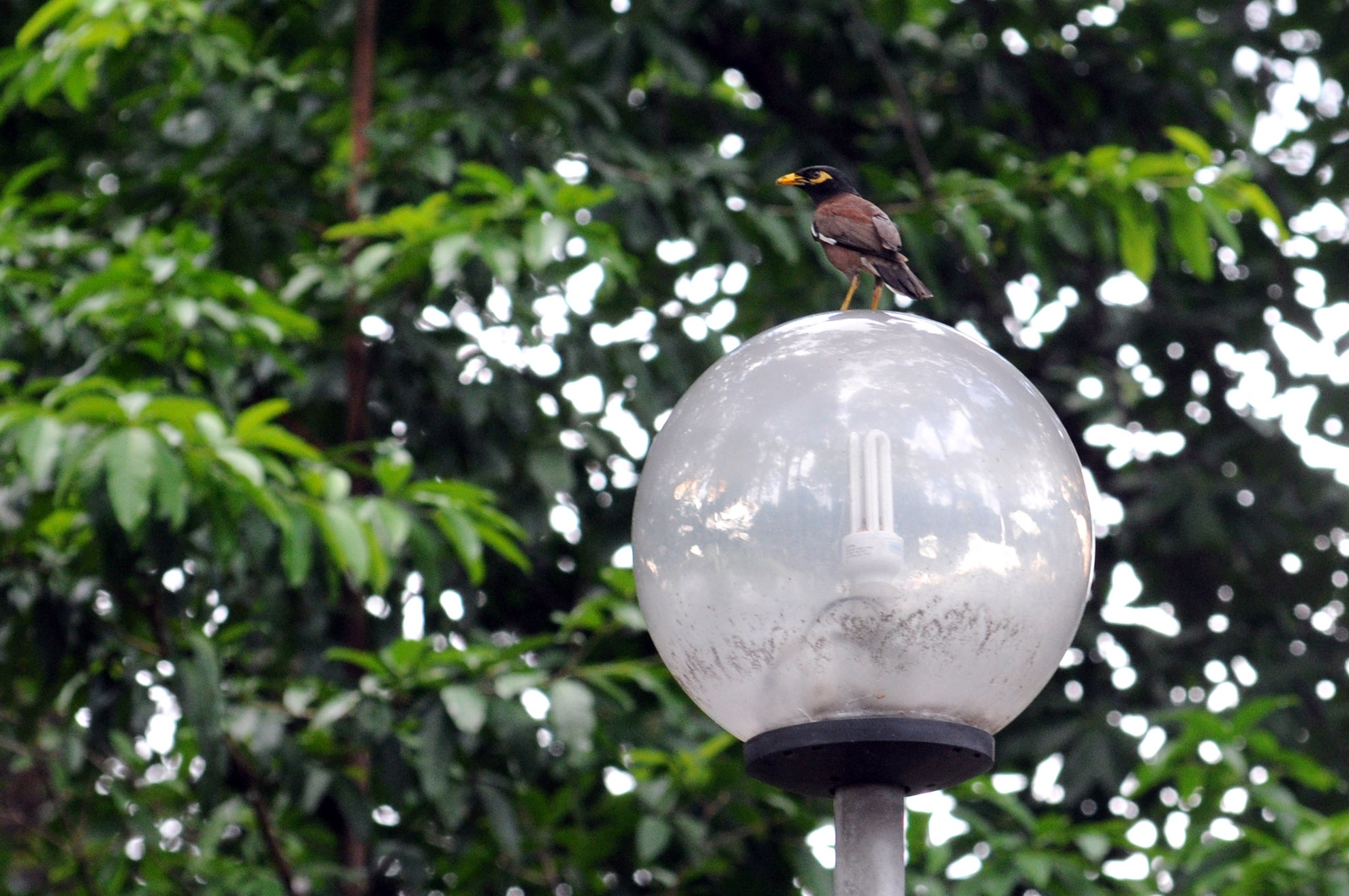 Trong công viên Tao Đàn cũng là nơi sinh sống của những chú chim Sáo, chim Sẻ…