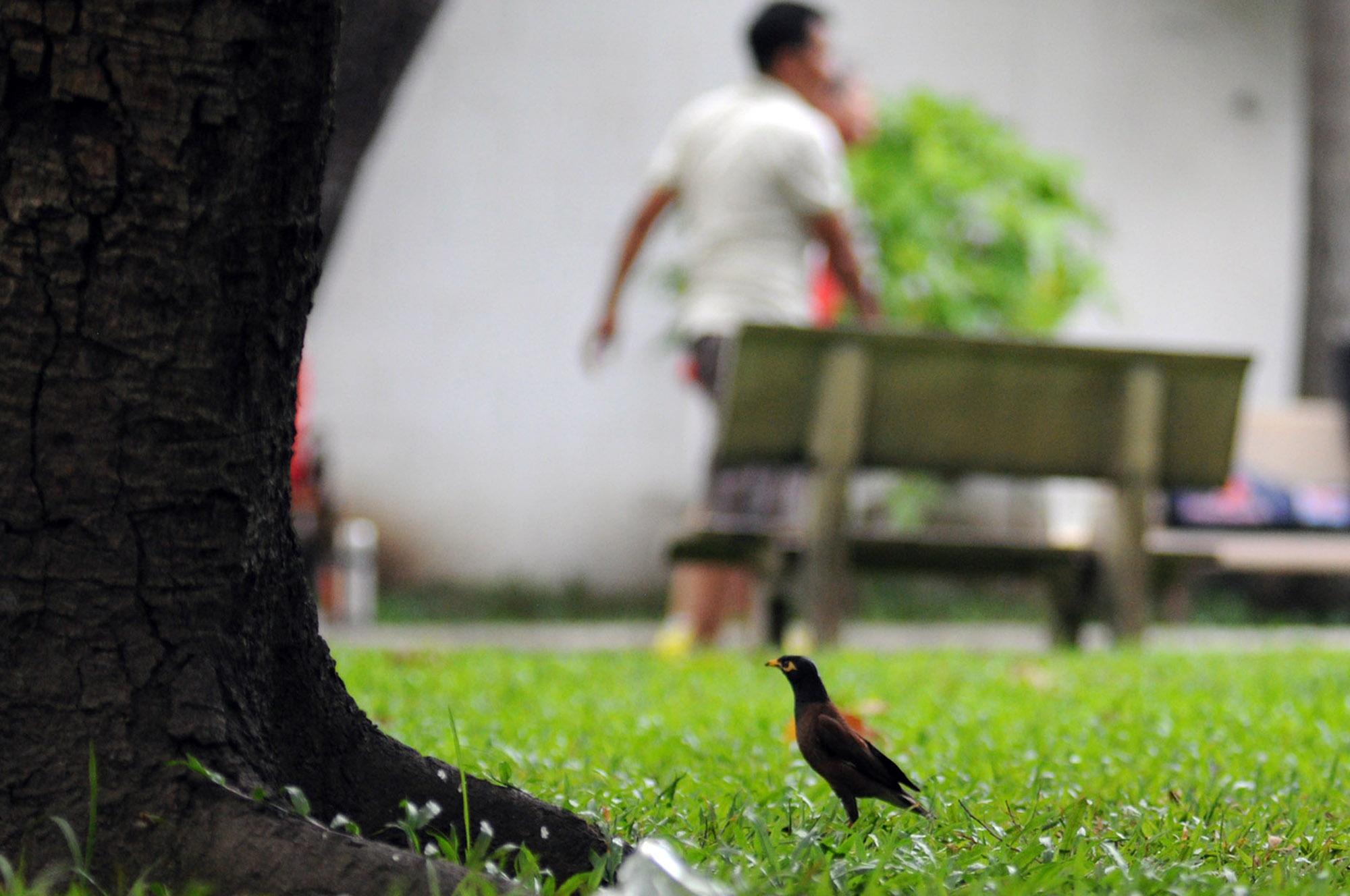 Những chú chim Sáo thường tìm thức ăn ở dưới các gốc cây cổ thụ, nơi có nhiều sâu bọ.