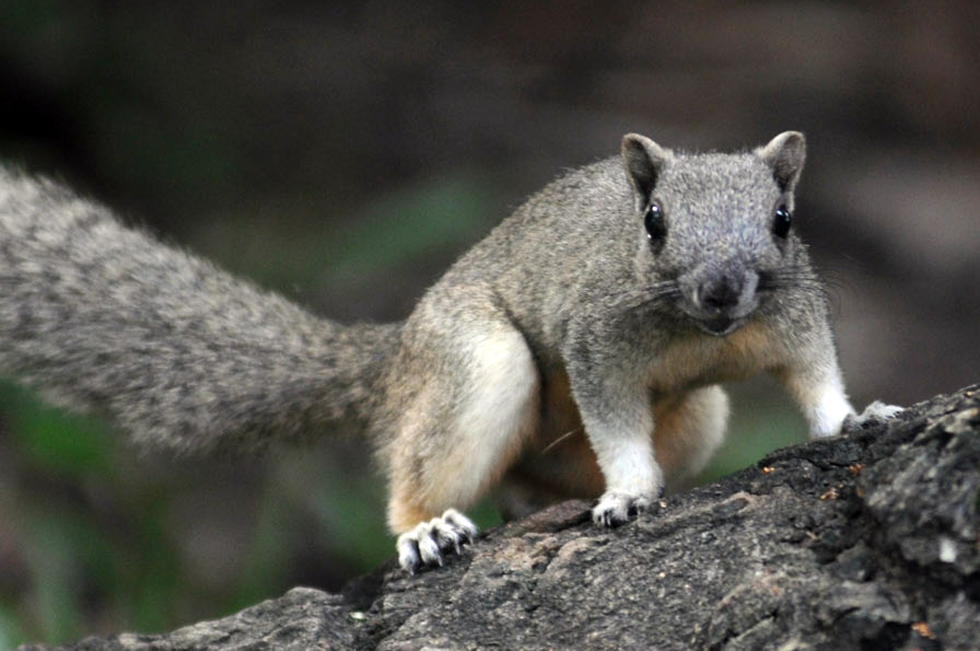 Vuon thu doc dao tren nhung hang cay tram tuoi o Sai Gon hinh anh