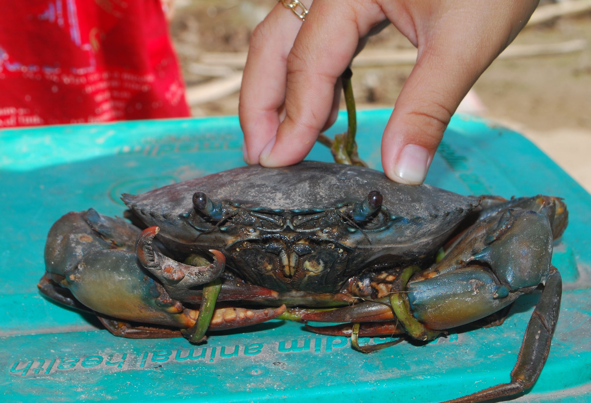 Con cua biển  này nặng khoảng 200gr, mới nhìn thì giống những con cua biển bình thường, tuy nhiên nhìn kỹ thì nó thêm 1 càng nhỏ mọc trên phần cuối càng bên phải, gần mấu cử động.