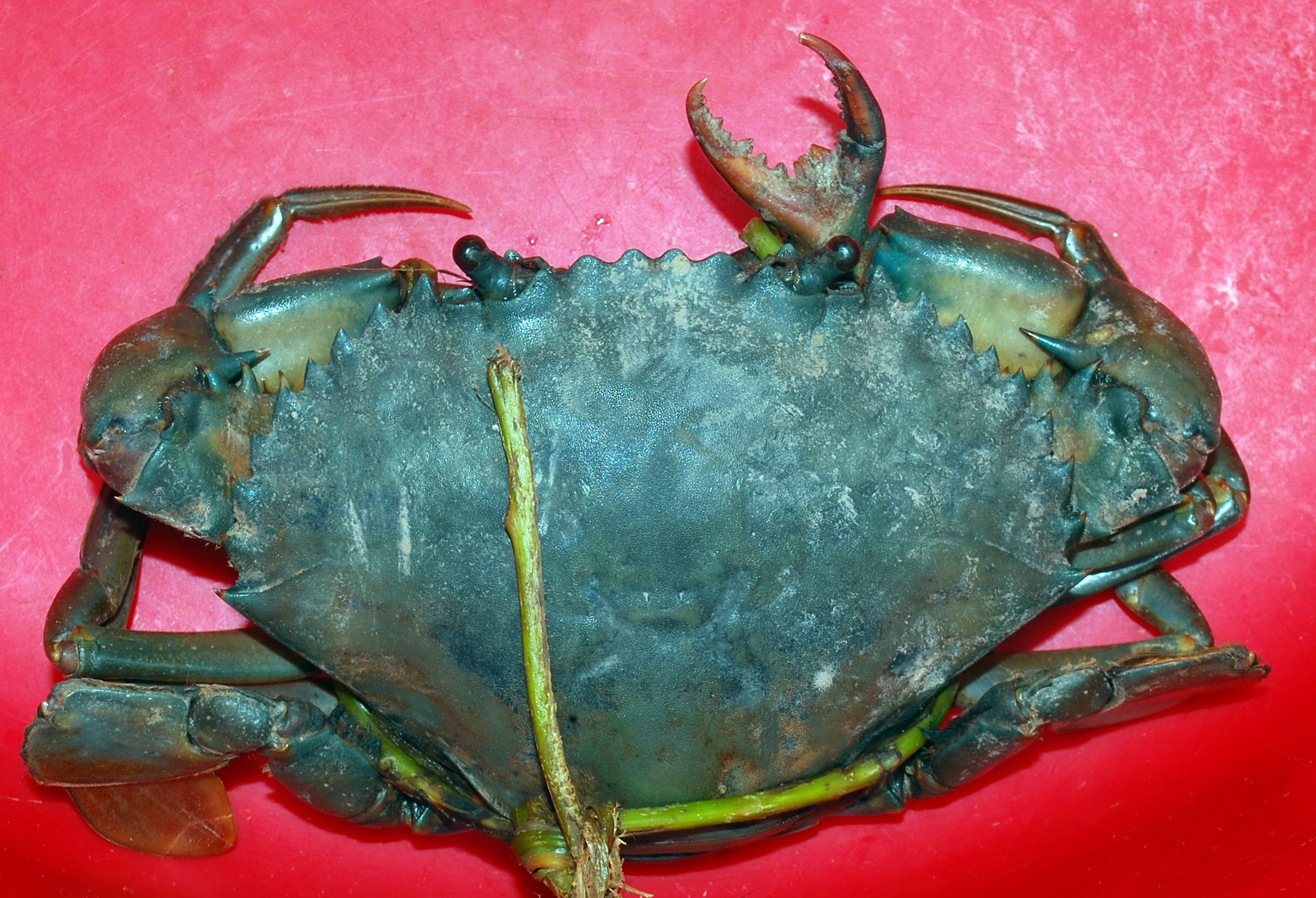 Chiếc càng thứ 3 khá nhỏ so với 2 chiếc càng còn lại tuy nhiên nó vẫn hoạt động như 1 chiếc càng cua bình thường.