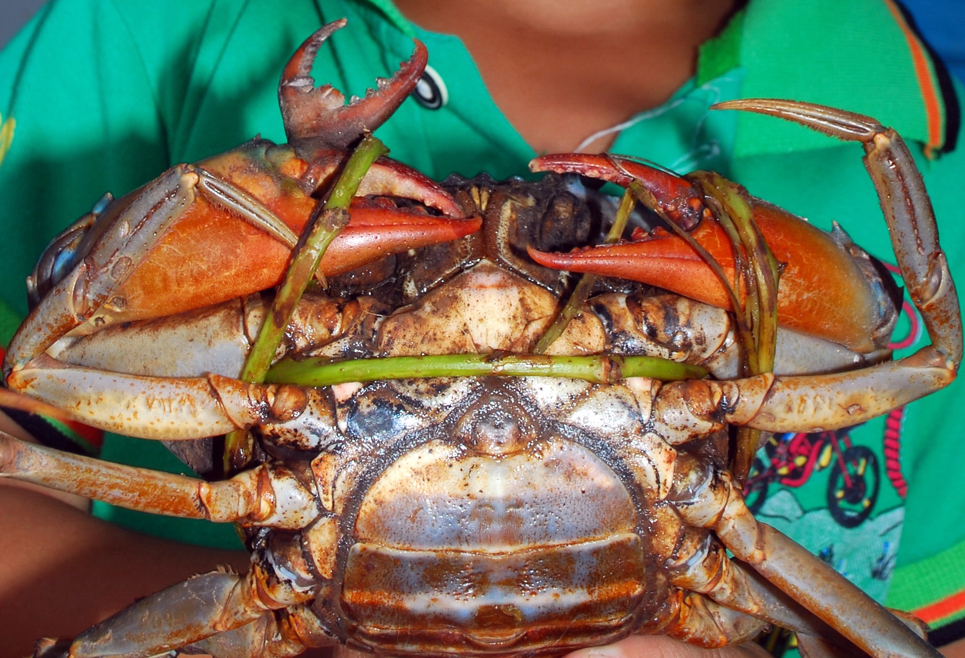 Cua bien co ba cang o Soc Trang hinh anh