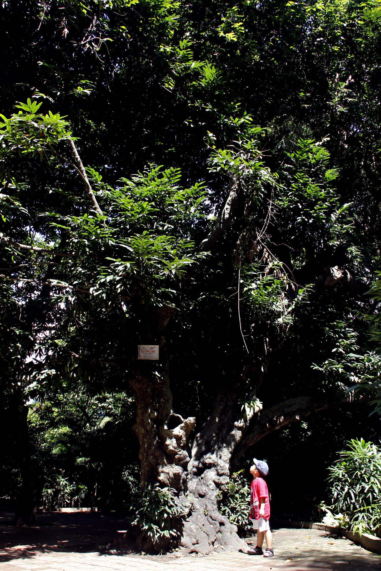 Cây thị ở gần chuồng rái cá trong thào cầm viên Sài Gòn có thể được xem là cây thị cổ nhất Sài Gòn với hơn 160 năm tuổi, sau khi thảo cầm viên thành lập, xây dựng xong các chuồng thú, ban quản lý Thảo cầm viên trồng thêm một số cây quý trong đó có cây thị này.