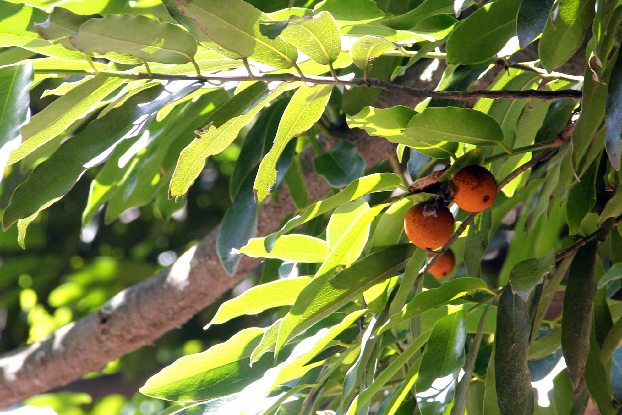 Vào cuối mùa hè đến hết mùa thu cây cho trái màu vàng hương thơm dịu nhẹ nhưng “không thể giấu được”. Khi trái chín chỉ việc bóp nhẹ xoay tròn đến khi trái thị nứt thì đưa lên miệng hút và thưởng thức. 